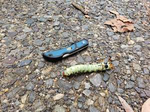 Hickory Horned Devil