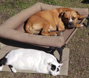 Hondo(The dog) and Oliver(The cat)